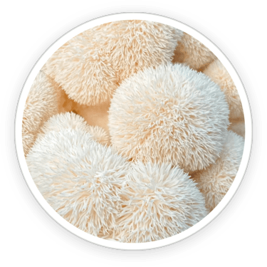 prime-biome-sale